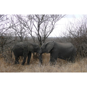 Picture South Africa Kruger National Park 2008-09 119 - Store Kruger National Park