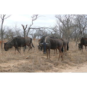 Picture South Africa Kruger National Park 2008-09 90 - Journey Kruger National Park