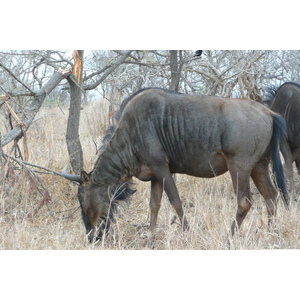 Picture South Africa Kruger National Park 2008-09 94 - Photo Kruger National Park