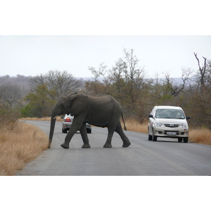 Picture South Africa Kruger National Park 2008-09 133 - Discover Kruger National Park