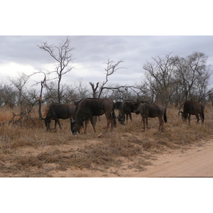 Picture South Africa Kruger National Park 2008-09 49 - Perspective Kruger National Park