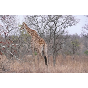 Picture South Africa Kruger National Park 2008-09 30 - Randonee Kruger National Park