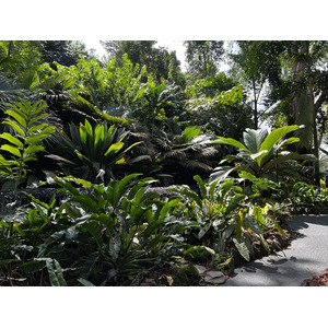 Picture Singapore Singapore Botanic Gardens 2023-01 25 - Tourist Singapore Botanic Gardens