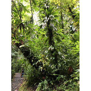 Picture Guadeloupe Carbet Falls 2021-02 18 - Car Carbet Falls