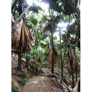 Picture Seychelles Vallee de Mai 2011-10 0 - Discover Vallee de Mai