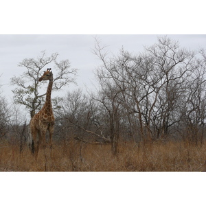 Picture South Africa Kruger National Park 2008-09 129 - Tourist Kruger National Park