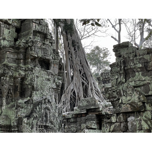 Picture Cambodia Siem Reap Ta Prohm 2023-01 130 - Tourist Places Ta Prohm