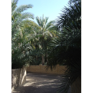 Picture United Arab Emirates Al Ain Al Ain Oasis 2005-03 19 - Picture Al Ain Oasis