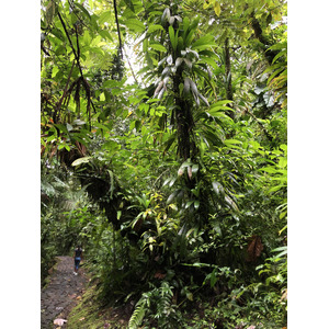 Picture Guadeloupe Carbet Falls 2021-02 32 - Sightseeing Carbet Falls