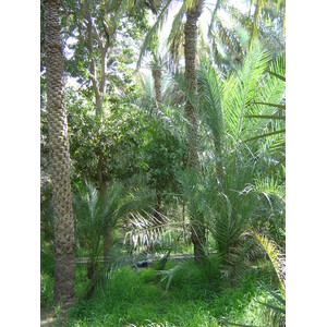 Picture United Arab Emirates Al Ain Al Ain Oasis 2005-03 18 - Tourist Al Ain Oasis