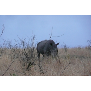 Picture South Africa Kruger National Park 2008-09 168 - Pictures Kruger National Park