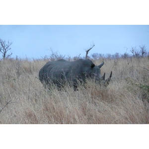 Picture South Africa Kruger National Park 2008-09 128 - Photographer Kruger National Park