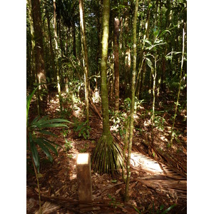 Picture New Caledonia Parc de la Riviere Bleue Le Grand Kaori 2010-05 25 - Sightseeing Le Grand Kaori