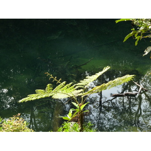 Picture New Caledonia Parc de la Riviere Bleue Le Grand Kaori 2010-05 47 - View Le Grand Kaori