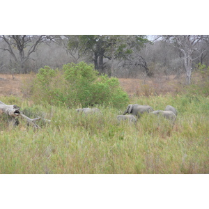 Picture South Africa Kruger National Park Sable River 2008-09 93 - Photographers Sable River