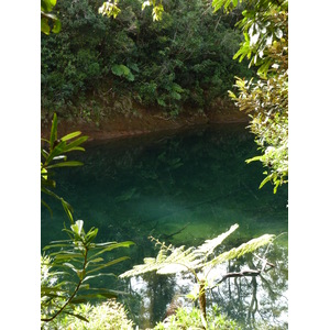 Picture New Caledonia Parc de la Riviere Bleue Le Grand Kaori 2010-05 12 - Pictures Le Grand Kaori