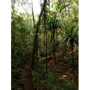 Picture New Caledonia Parc de la Riviere Bleue Le Grand Kaori 2010-05 22 - Trail Le Grand Kaori