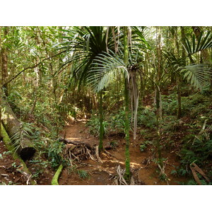 Picture New Caledonia Parc de la Riviere Bleue Le Grand Kaori 2010-05 24 - Trail Le Grand Kaori