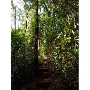 Picture New Caledonia Parc de la Riviere Bleue Le Grand Kaori 2010-05 44 - Photos Le Grand Kaori