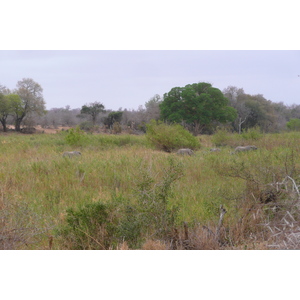 Picture South Africa Kruger National Park Sable River 2008-09 81 - Car Rental Sable River