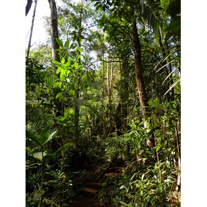 Picture New Caledonia Parc de la Riviere Bleue Le Grand Kaori 2010-05 48 - Trip Le Grand Kaori