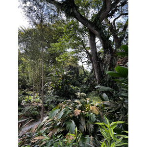 Picture Singapore Singapore Botanic Gardens 2023-01 97 - Photos Singapore Botanic Gardens