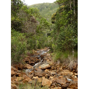 Picture New Caledonia Parc de la Riviere Bleue 2010-05 112 - Photo Parc de la Riviere Bleue