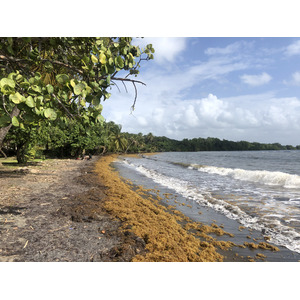 Picture Guadeloupe Viard Beach 2021-02 2 - Discover Viard Beach