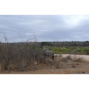 Picture South Africa Kruger National Park Sable River 2008-09 89 - Car Rental Sable River