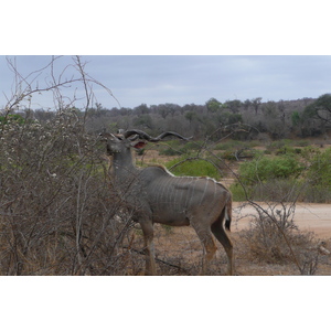 Picture South Africa Kruger National Park Sable River 2008-09 13 - Travel Sable River