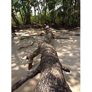 Picture Costa Rica Cahuita 2015-03 94 - Picture Cahuita