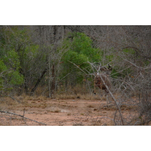 Picture South Africa Kruger National Park 2008-09 117 - Sight Kruger National Park