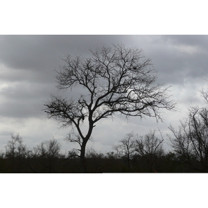 Picture South Africa Kruger National Park Crocodile River road 2008-09 38 - Pictures Crocodile River road