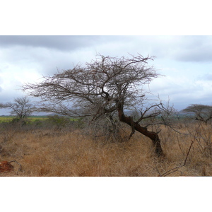 Picture South Africa Kruger National Park Crocodile River road 2008-09 28 - Travels Crocodile River road