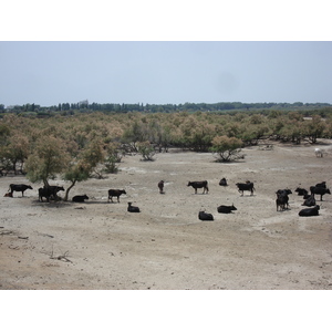 Picture France Camargue 2006-06 9 - Trail Camargue