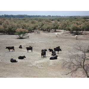 Picture France Camargue 2006-06 8 - Photographer Camargue