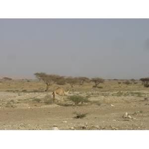 Picture Sultanate of Oman Buraimi to Mahada road 2005-03 10 - Tourist Buraimi to Mahada road