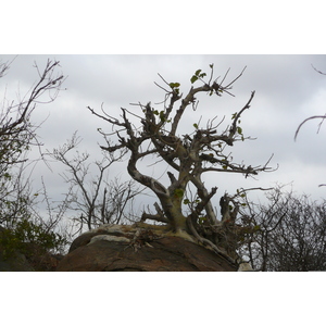 Picture South Africa Kruger National Park Crocodile River road 2008-09 22 - Travel Crocodile River road