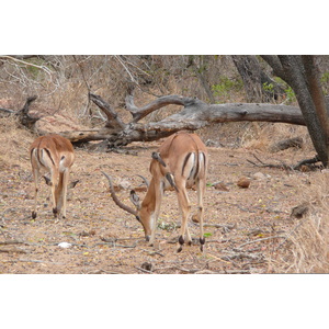 Picture South Africa Kruger National Park Crocodile River road 2008-09 50 - Journey Crocodile River road