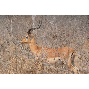 Picture South Africa Kruger National Park Crocodile River road 2008-09 8 - Photographer Crocodile River road