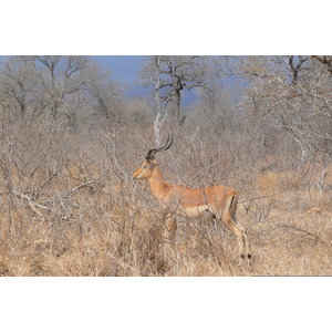 Picture South Africa Kruger National Park Crocodile River road 2008-09 0 - Photographers Crocodile River road