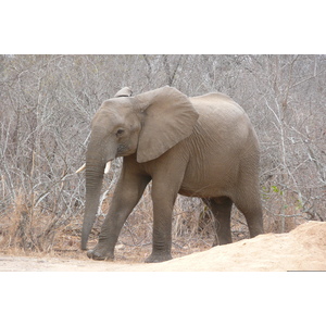 Picture South Africa Kruger National Park Sable River 2008-09 18 - Tourist Attraction Sable River