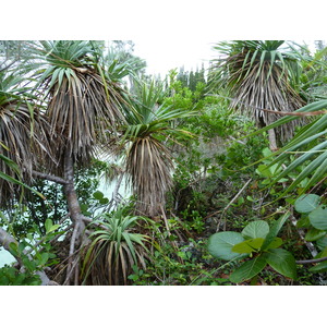 Picture New Caledonia Ile des pins Oro Bay 2010-05 52 - Sight Oro Bay