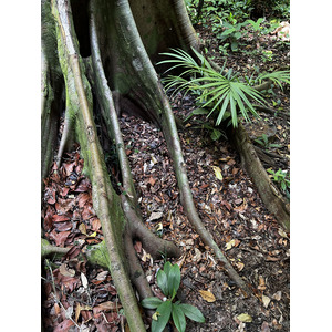 Picture Singapore Singapore Botanic Gardens 2023-01 117 - Flights Singapore Botanic Gardens