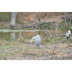 Picture South Africa Kruger National Park Sable River 2008-09 39 - Photo Sable River