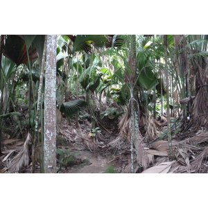 Picture Seychelles Vallee de Mai 2011-10 63 - View Vallee de Mai