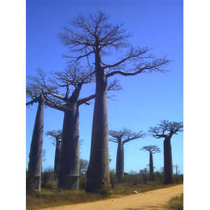 Picture Madagascar Morondava 1999-10 12 - Views Morondava