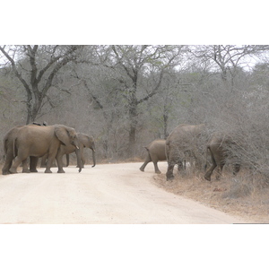 Picture South Africa Kruger National Park Sable River 2008-09 53 - Photos Sable River