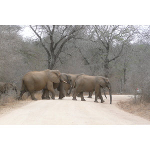 Picture South Africa Kruger National Park Sable River 2008-09 57 - Map Sable River