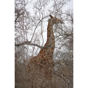 Picture South Africa Kruger National Park Sable River 2008-09 34 - Road Map Sable River